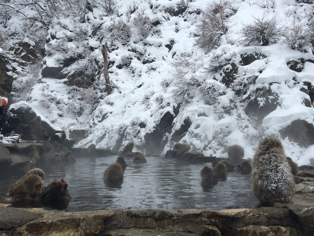 snow monkey park live cam