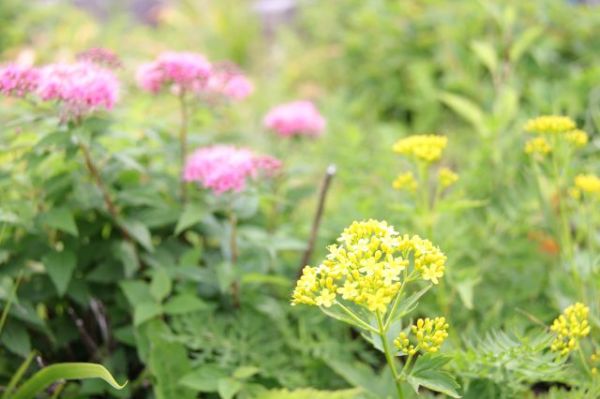 志賀高原-夏の志賀高原おすすめ周遊コース- 志賀高原-写真スポット, 中央リゾート, 横手山-summer, trekking-夏の志賀高原おすすめ周遊コース