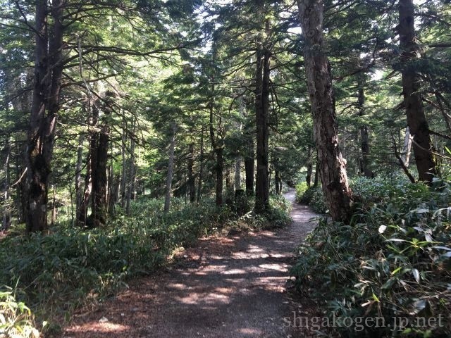 志賀高原-夏の志賀高原おすすめ周遊コース- 志賀高原-写真スポット, 中央リゾート, 横手山-summer, trekking-夏の志賀高原おすすめ周遊コース
