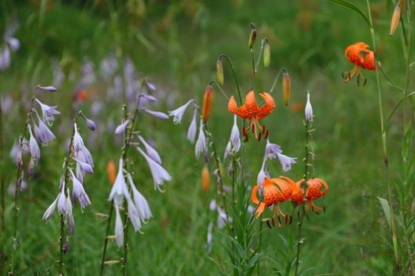 志賀高原-夏の志賀高原おすすめ周遊コース- 志賀高原-写真スポット, 中央リゾート, 横手山-summer, trekking-夏の志賀高原おすすめ周遊コース