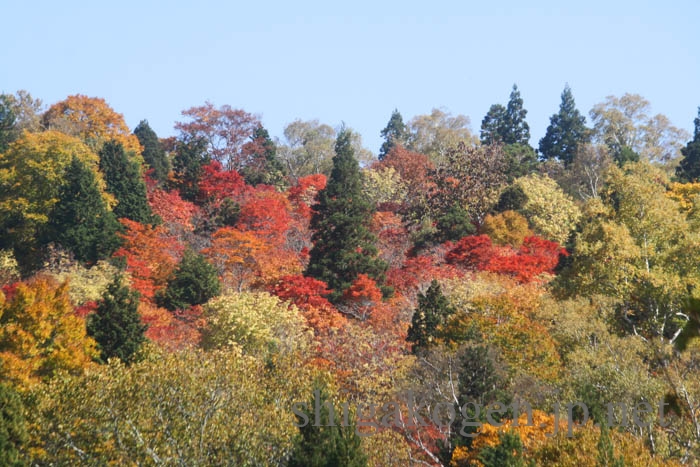 志賀高原-木島平村, 北信ハイキング-trekking, summer, northern-穴場自然の森！木島平村カヤの平高原でキャンプもハイキングも楽しもう！