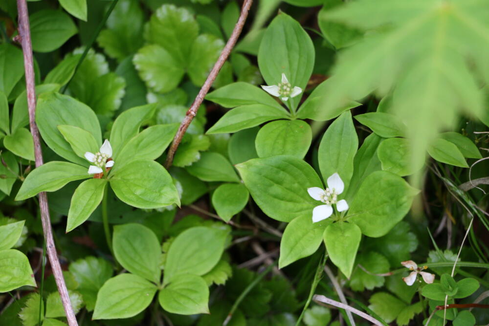志賀高原-春の志賀高原 高山植物ギャラリー-志賀高原春の高山植物ハイキング 志賀高原-写真スポット, まとめ, feature-trekking-春の志賀高原 高山植物ギャラリー