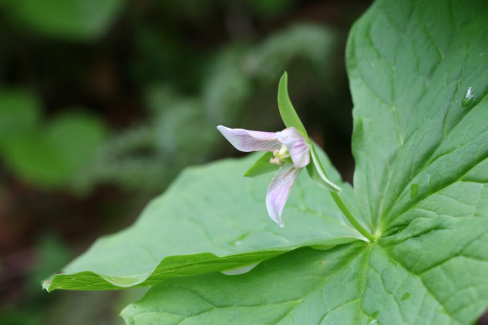 志賀高原-春の志賀高原 高山植物ギャラリー-志賀高原春の高山植物ハイキング 志賀高原-写真スポット, まとめ, feature-trekking-春の志賀高原 高山植物ギャラリー