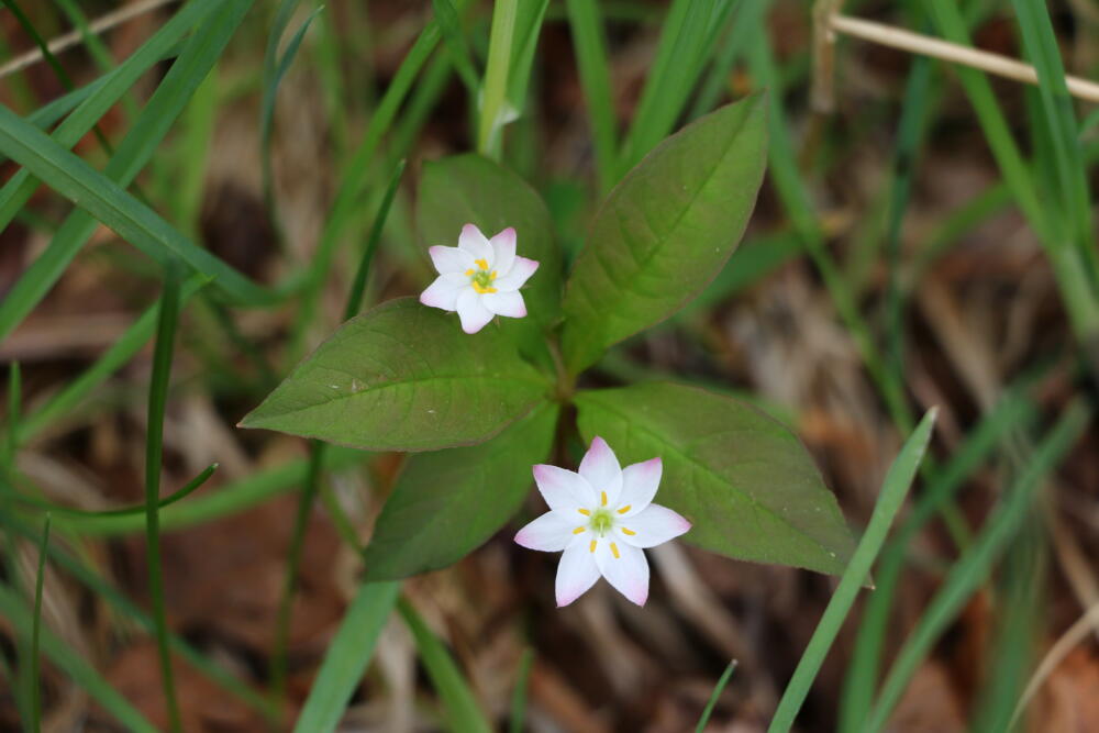 志賀高原-春の志賀高原 高山植物ギャラリー-志賀高原春の高山植物ハイキング 志賀高原-写真スポット, まとめ, feature-trekking-春の志賀高原 高山植物ギャラリー