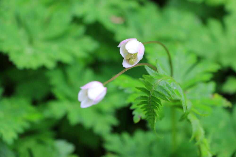 志賀高原-春の志賀高原 高山植物ギャラリー-志賀高原春の高山植物ハイキング 志賀高原-写真スポット, まとめ, feature-trekking-春の志賀高原 高山植物ギャラリー