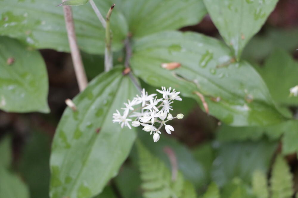 志賀高原-春の志賀高原 高山植物ギャラリー-志賀高原春の高山植物ハイキング 志賀高原-写真スポット, まとめ, feature-trekking-春の志賀高原 高山植物ギャラリー