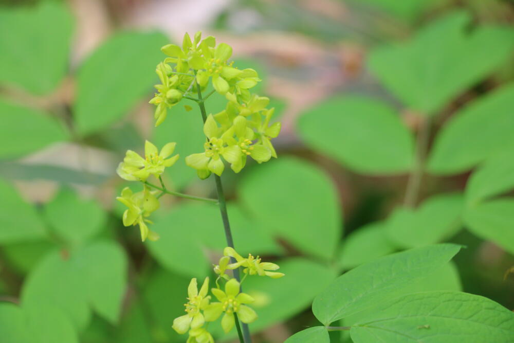 志賀高原-春の志賀高原 高山植物ギャラリー-志賀高原春の高山植物ハイキング 志賀高原-写真スポット, まとめ, feature-trekking-春の志賀高原 高山植物ギャラリー