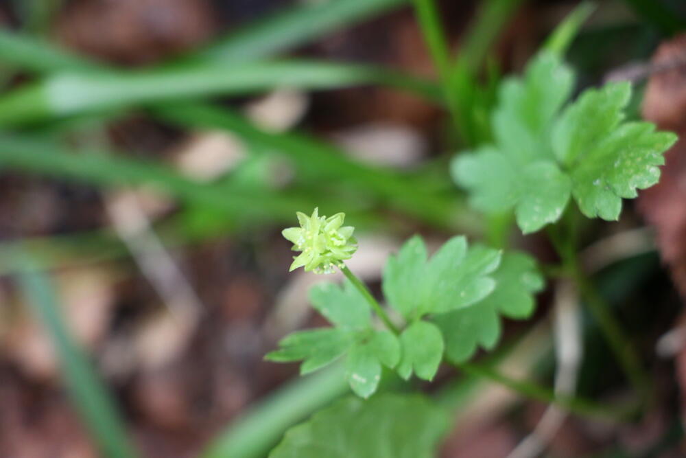 志賀高原-春の志賀高原 高山植物ギャラリー-志賀高原春の高山植物ハイキング 志賀高原-写真スポット, まとめ, feature-trekking-春の志賀高原 高山植物ギャラリー