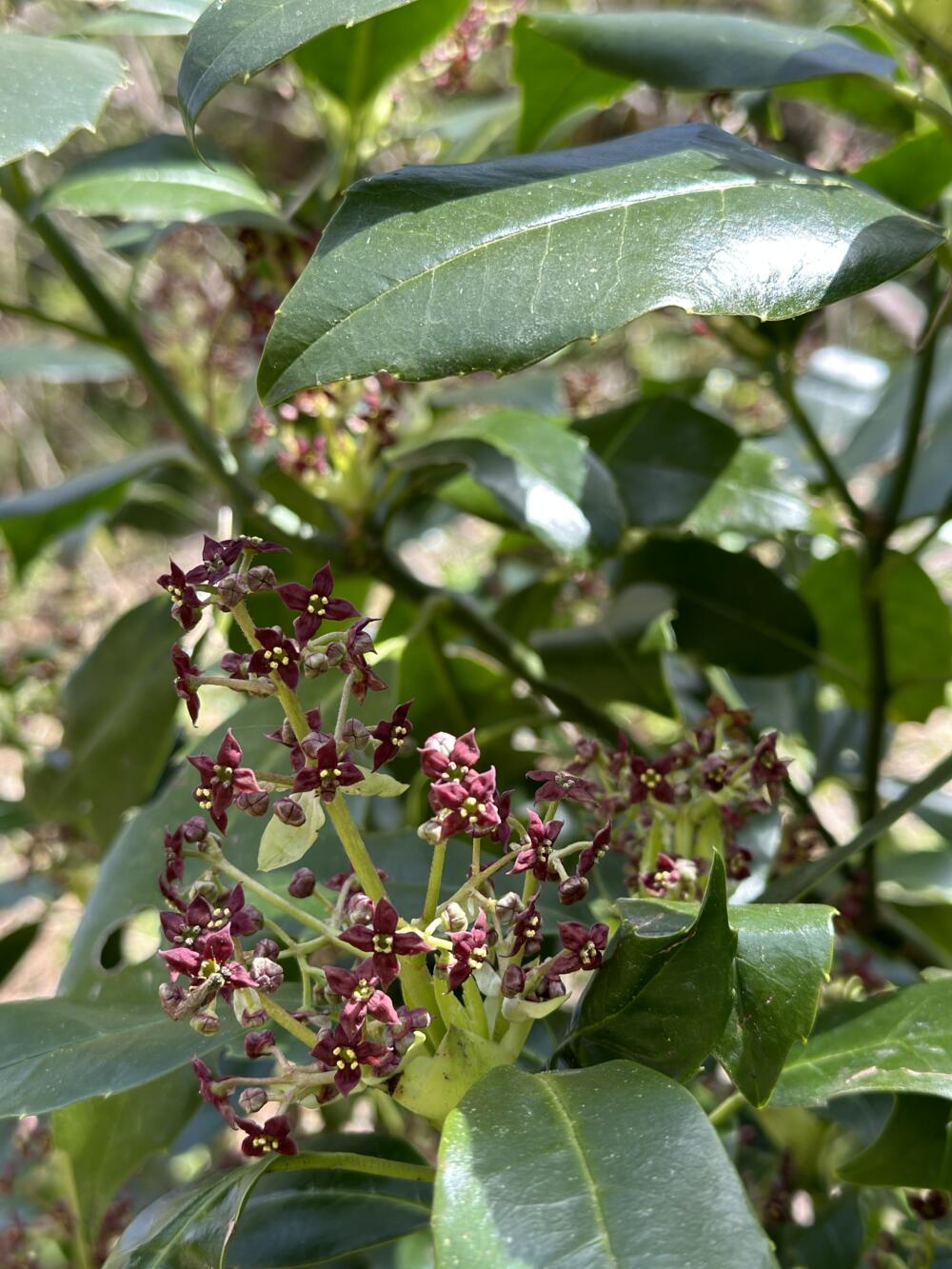 志賀高原-春の志賀高原 高山植物ギャラリー-志賀高原春の高山植物ハイキング 志賀高原-写真スポット, まとめ, feature-trekking-春の志賀高原 高山植物ギャラリー