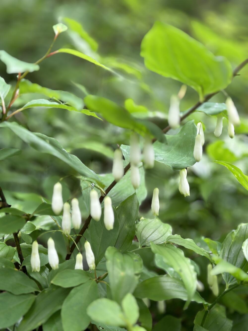 志賀高原-春の志賀高原 高山植物ギャラリー-志賀高原春の高山植物ハイキング 志賀高原-写真スポット, まとめ, feature-trekking-春の志賀高原 高山植物ギャラリー