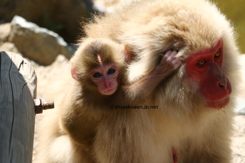 志賀高原-山ノ内町-trekking, event-春の地獄谷野猿公苑スノーモンキーパークで赤ちゃん猿を見よう