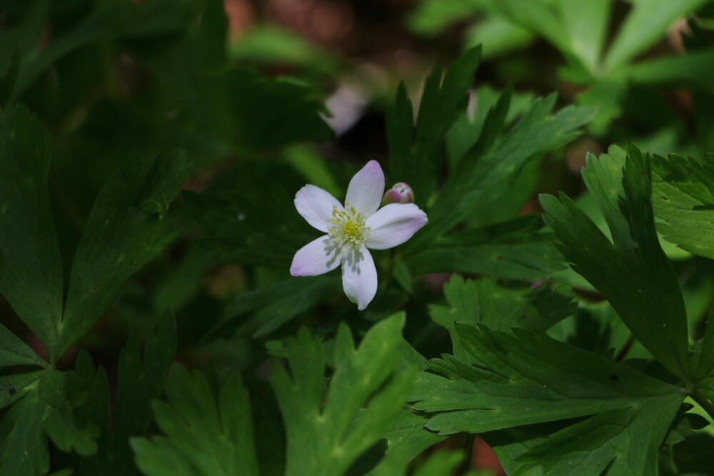 志賀高原-春の志賀高原 高山植物ギャラリー-志賀高原春の高山植物ハイキング 志賀高原-写真スポット, まとめ, feature-trekking-春の志賀高原 高山植物ギャラリー