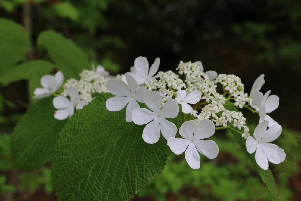 志賀高原-春の志賀高原 高山植物ギャラリー-志賀高原春の高山植物ハイキング 志賀高原-写真スポット, まとめ, feature-trekking-春の志賀高原 高山植物ギャラリー