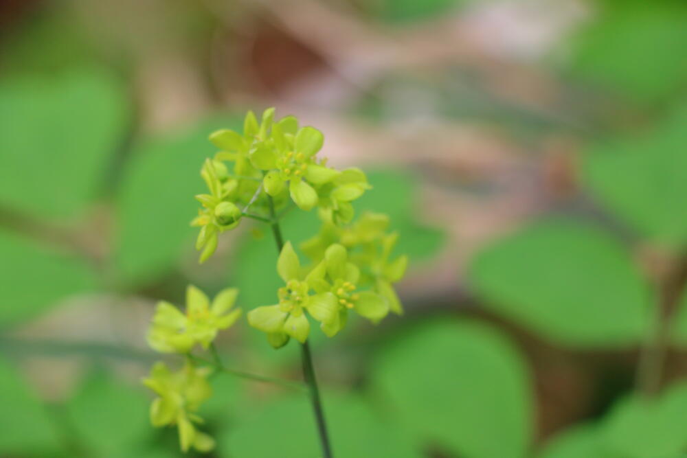 志賀高原-春の志賀高原 高山植物ギャラリー-志賀高原春の高山植物ハイキング 志賀高原-写真スポット, まとめ, feature-trekking-春の志賀高原 高山植物ギャラリー