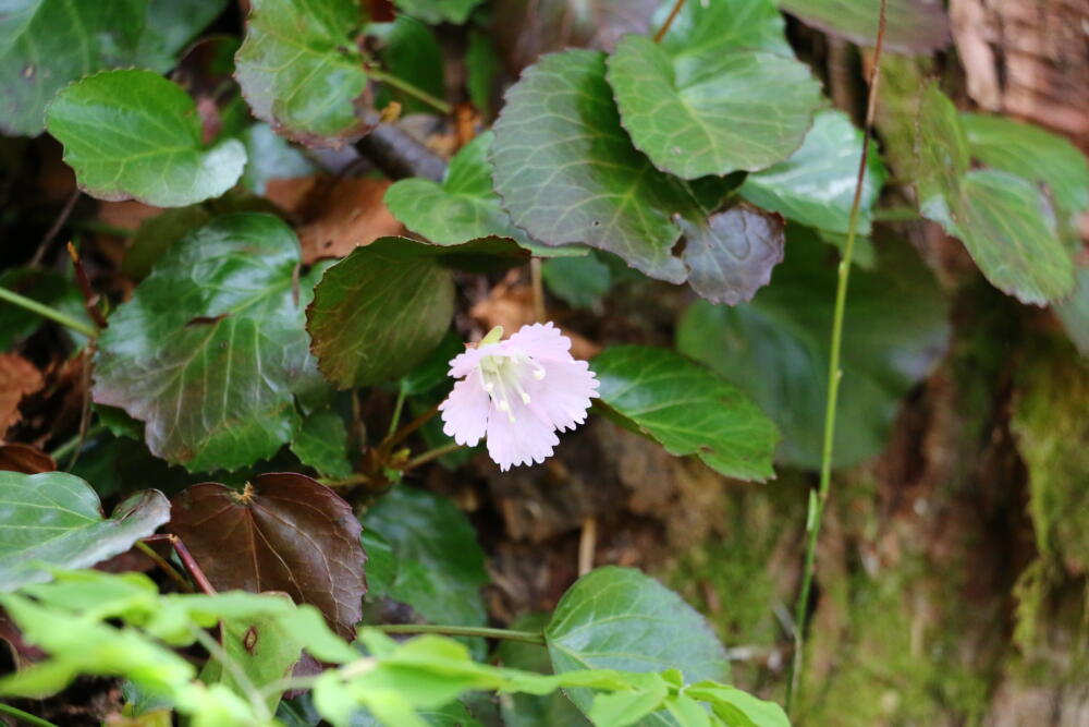 志賀高原-春の志賀高原 高山植物ギャラリー-志賀高原春の高山植物ハイキング 志賀高原-写真スポット, まとめ, feature-trekking-春の志賀高原 高山植物ギャラリー