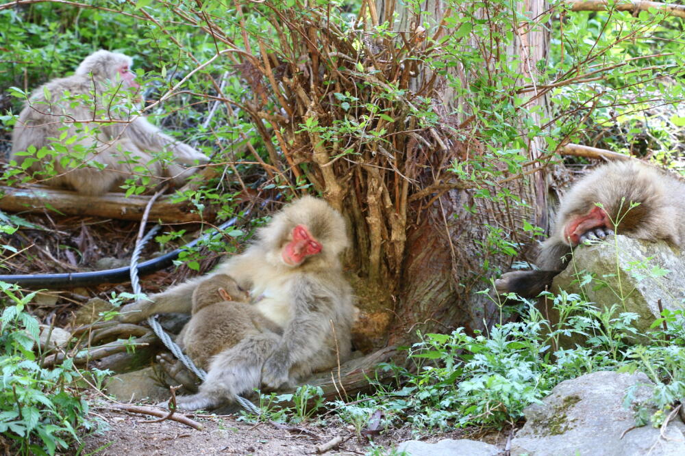 志賀高原-山ノ内町-trekking, event-春の地獄谷野猿公苑スノーモンキーパークで赤ちゃん猿を見よう