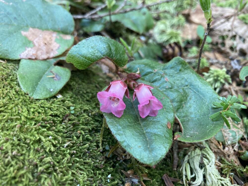 志賀高原-春の志賀高原 高山植物ギャラリー-志賀高原春の高山植物ハイキング 志賀高原-写真スポット, まとめ, feature-trekking-春の志賀高原 高山植物ギャラリー
