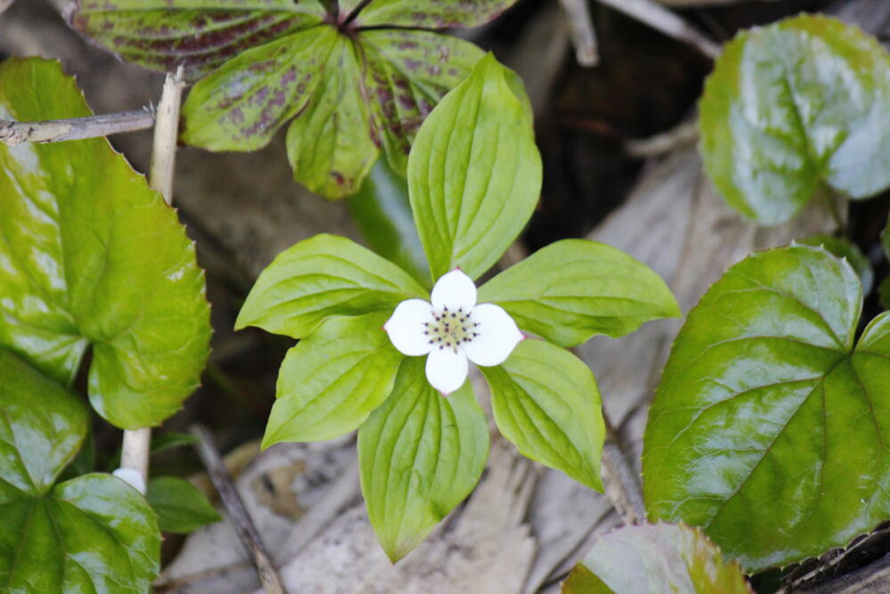 志賀高原-春の志賀高原 高山植物ギャラリー-志賀高原春の高山植物ハイキング 志賀高原-写真スポット, まとめ, feature-trekking-春の志賀高原 高山植物ギャラリー