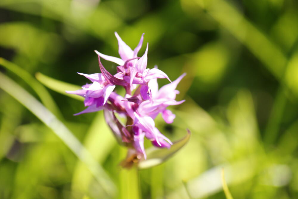 志賀高原-春の志賀高原 高山植物ギャラリー-志賀高原春の高山植物ハイキング 志賀高原-写真スポット, まとめ, feature-trekking-春の志賀高原 高山植物ギャラリー