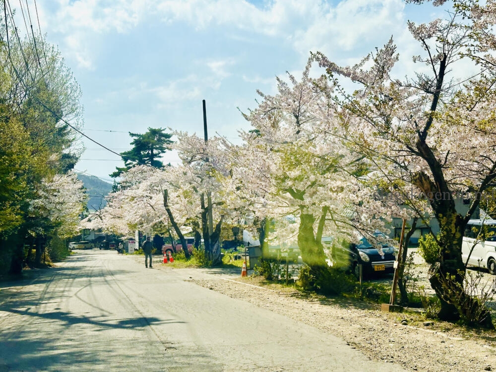 志賀高原-志賀高原の麓では桜満開 5月の志賀高原は何する?- 志賀高原-山ノ内町-summer, event-志賀高原の麓では桜満開 5月の志賀高原は何する?
