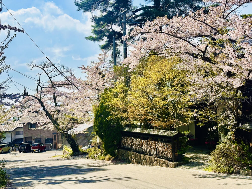 志賀高原-志賀高原の麓では桜満開 5月の志賀高原は何する?- 志賀高原-山ノ内町-summer, event-志賀高原の麓では桜満開 5月の志賀高原は何する?