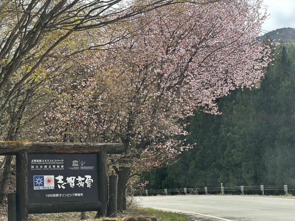 志賀高原-志賀高原の麓では桜満開 5月の志賀高原は何する?- 志賀高原-山ノ内町-summer, event-志賀高原の麓では桜満開 5月の志賀高原は何する?