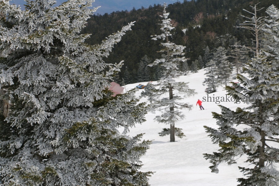 志賀高原-志賀草津高原ルート 4月末~5月中旬の風景- 志賀高原-山ノ内町, 北信情報, 写真スポット, feature-northern, drive-志賀草津高原ルート 4月末~5月中旬の風景