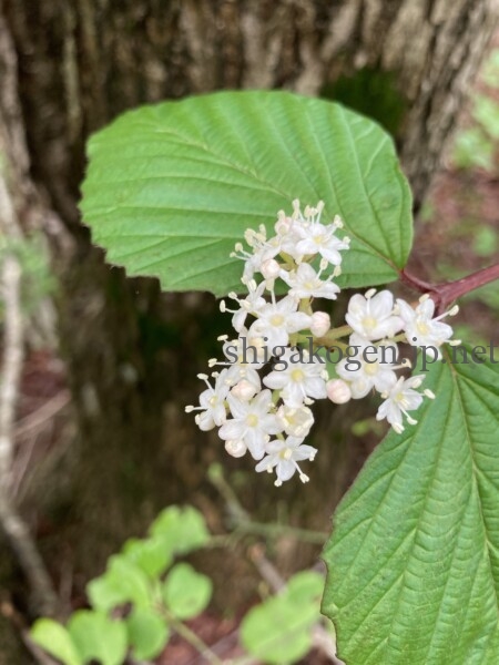志賀高原-花盛り信越トレイル 斑尾~希望湖は6月がおすすめ- 志賀高原-写真スポット, 花風景, 飯山市, 北信ハイキング, 北信情報, feature-trekking, northern-花盛り信越トレイル 斑尾~希望湖は6月がおすすめ