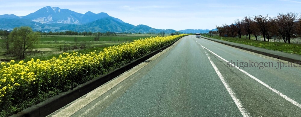 志賀高原-飯山菜の花まつり- 志賀高原-写真スポット, 花風景-drive, northern-飯山菜の花まつり