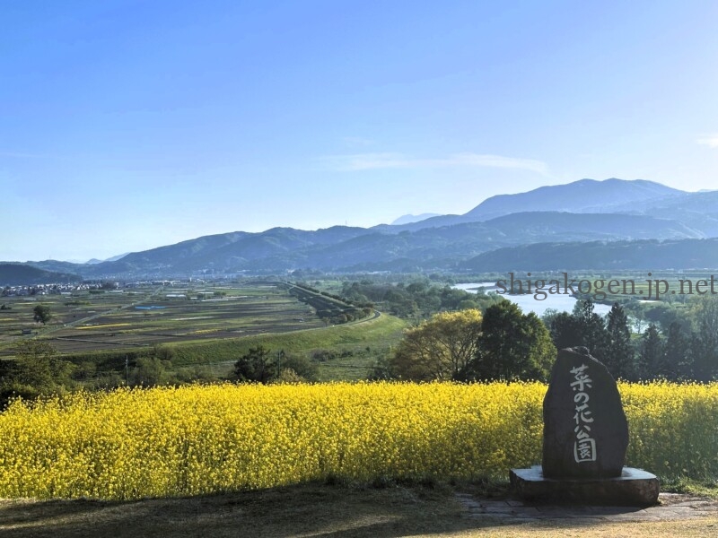 志賀高原-飯山菜の花まつり- 志賀高原-写真スポット, 花風景-drive, northern-飯山菜の花まつり