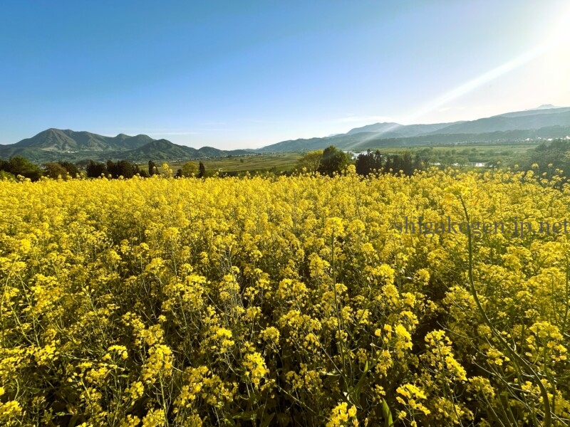志賀高原-飯山菜の花まつり- 志賀高原-写真スポット, 花風景-drive, northern-飯山菜の花まつり