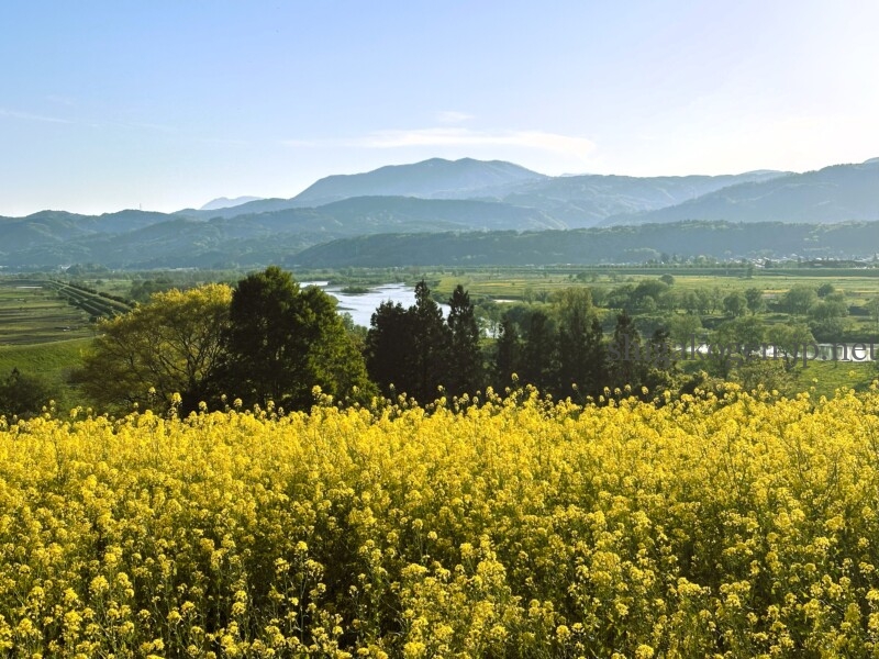 志賀高原-飯山菜の花まつり- 志賀高原-写真スポット, 花風景-drive, northern-飯山菜の花まつり