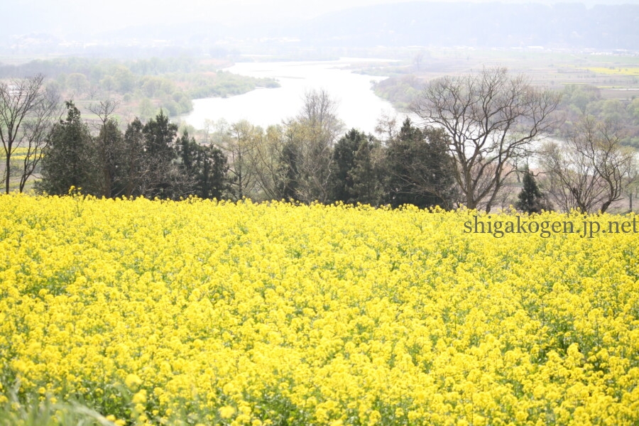 志賀高原-飯山菜の花まつり- 志賀高原-写真スポット, 花風景-drive, northern-飯山菜の花まつり