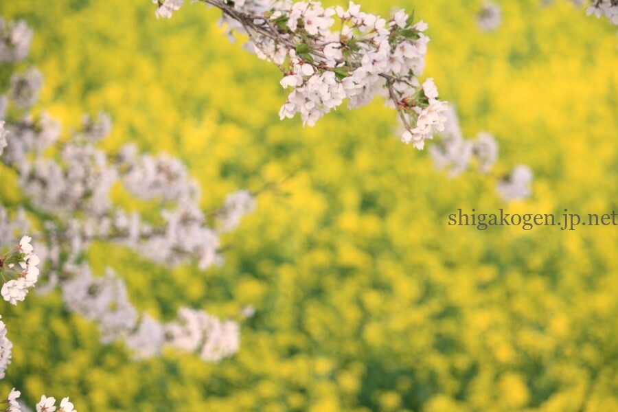 志賀高原-飯山菜の花まつり- 志賀高原-写真スポット, 花風景-drive, northern-飯山菜の花まつり