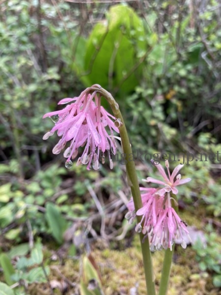 志賀高原-花盛り信越トレイル 斑尾~希望湖は6月がおすすめ- 志賀高原-写真スポット, 花風景, 飯山市, 北信ハイキング, 北信情報, feature-trekking, northern-花盛り信越トレイル 斑尾~希望湖は6月がおすすめ