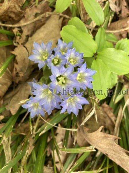 志賀高原-花盛り信越トレイル 斑尾~希望湖は6月がおすすめ- 志賀高原-写真スポット, 花風景, 飯山市, 北信ハイキング, 北信情報, feature-trekking, northern-花盛り信越トレイル 斑尾~希望湖は6月がおすすめ