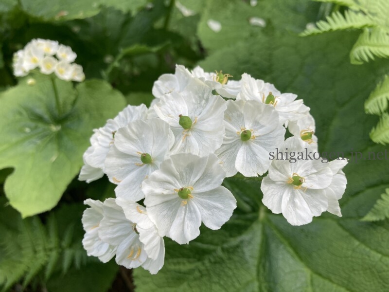 志賀高原-花盛り信越トレイル 斑尾~希望湖は6月がおすすめ- 志賀高原-写真スポット, 花風景, 飯山市, 北信ハイキング, 北信情報, feature-trekking, northern-花盛り信越トレイル 斑尾~希望湖は6月がおすすめ