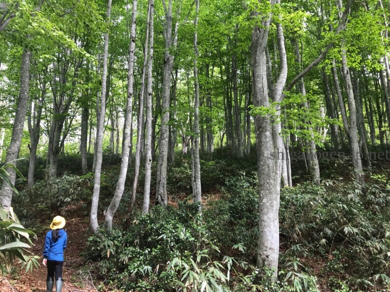 志賀高原-花盛り信越トレイル 斑尾~希望湖は6月がおすすめ- 志賀高原-写真スポット, 花風景, 飯山市, 北信ハイキング, 北信情報, feature-trekking, northern-花盛り信越トレイル 斑尾~希望湖は6月がおすすめ