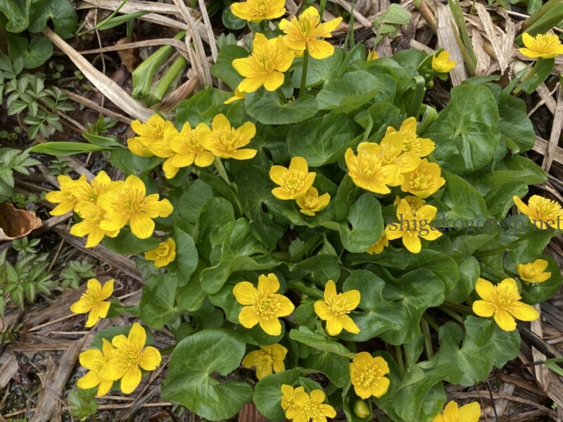 志賀高原-志賀高原ハイキング ワタスゲやサンカヨウなど6月に楽しめる高山植物- 志賀高原-写真スポット, 花風景, feature-summer, trekking, event-志賀高原ハイキング ワタスゲやサンカヨウなど6月に楽しめる高山植物