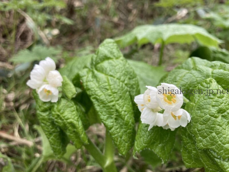 志賀高原-穴場自然の森!木島平村カヤの平高原でキャンプもハイキングも楽しもう!- 志賀高原-木島平村, 北信ハイキング-summer, northern, trekking-穴場自然の森!木島平村カヤの平高原でキャンプもハイキングも楽しもう!