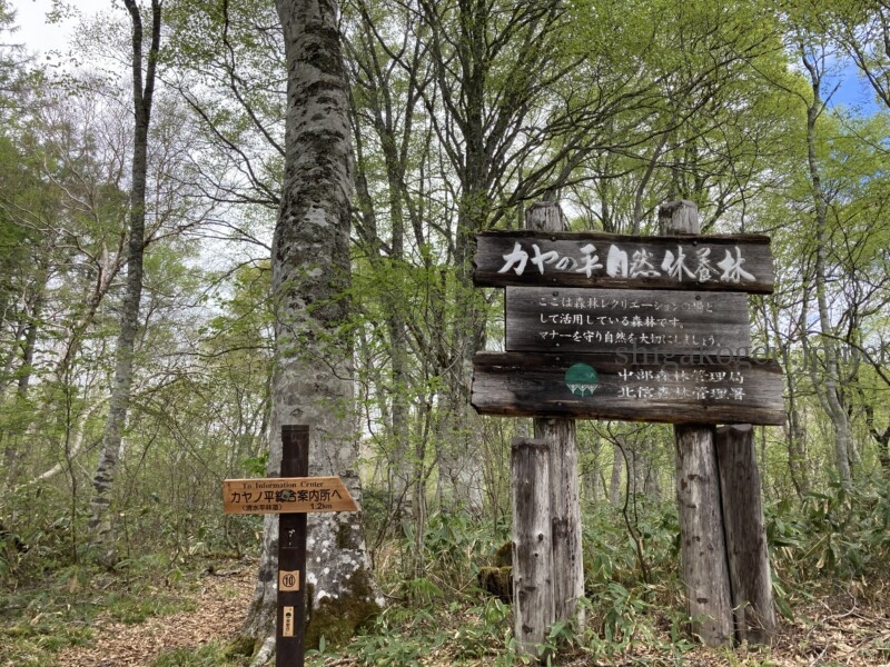 志賀高原-穴場自然の森!木島平村カヤの平高原でキャンプもハイキングも楽しもう!- 志賀高原-木島平村, 北信ハイキング-summer, northern, trekking-穴場自然の森!木島平村カヤの平高原でキャンプもハイキングも楽しもう!
