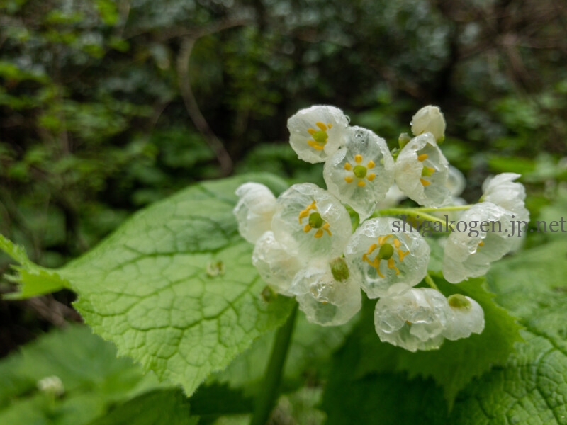 志賀高原-花盛り信越トレイル 斑尾~希望湖は6月がおすすめ- 志賀高原-写真スポット, 花風景, 飯山市, 北信ハイキング, 北信情報, feature-trekking, northern-花盛り信越トレイル 斑尾~希望湖は6月がおすすめ
