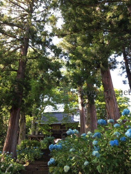 志賀高原-6月といえば紫陽花!飯山の高源院(あじさい寺)は必見!- 志賀高原-写真スポット, 花風景, 飯山市, 北信情報, feature-northern-6月といえば紫陽花!飯山の高源院(あじさい寺)は必見!