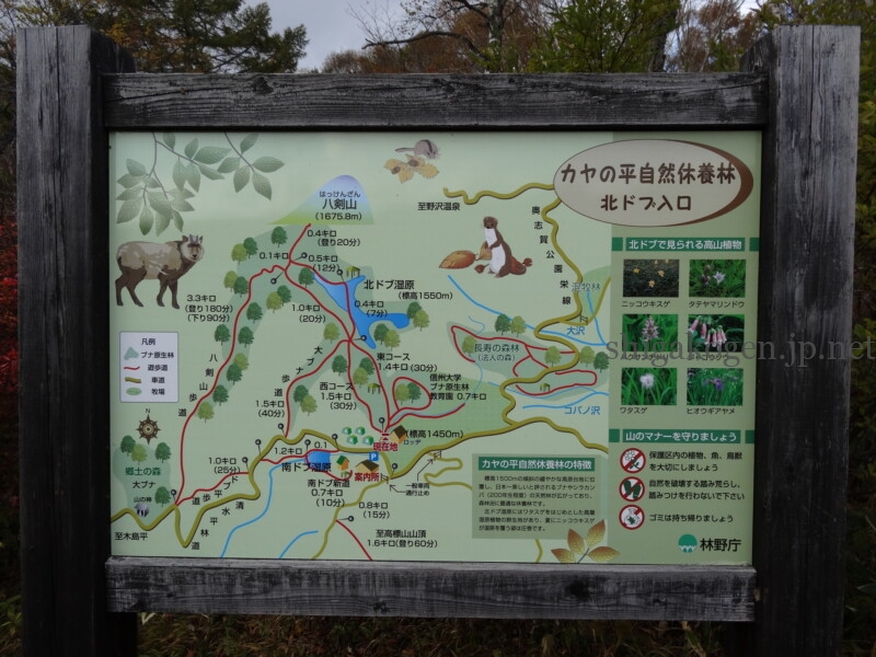 志賀高原-穴場自然の森!木島平村カヤの平高原でキャンプもハイキングも楽しもう!- 志賀高原-木島平村, 北信ハイキング-summer, northern, trekking-穴場自然の森!木島平村カヤの平高原でキャンプもハイキングも楽しもう!