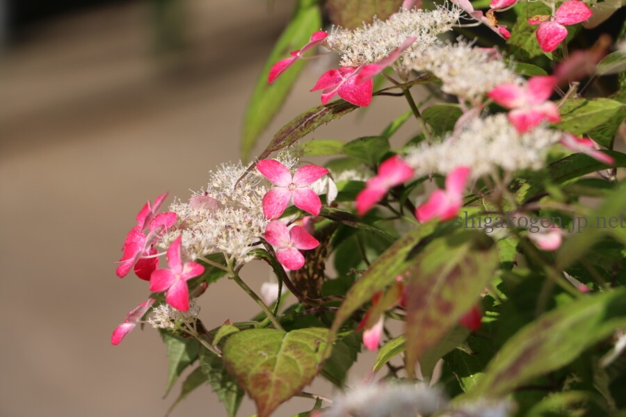 志賀高原-6月といえば紫陽花!飯山の高源院(あじさい寺)は必見!- 志賀高原-写真スポット, 花風景, 飯山市, 北信情報, feature-northern-6月といえば紫陽花!飯山の高源院(あじさい寺)は必見!