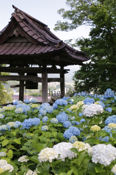 志賀高原-6月といえば紫陽花!飯山の高源院(あじさい寺)は必見!- 志賀高原-写真スポット, 花風景, 飯山市, 北信情報, feature-northern-6月といえば紫陽花!飯山の高源院(あじさい寺)は必見!