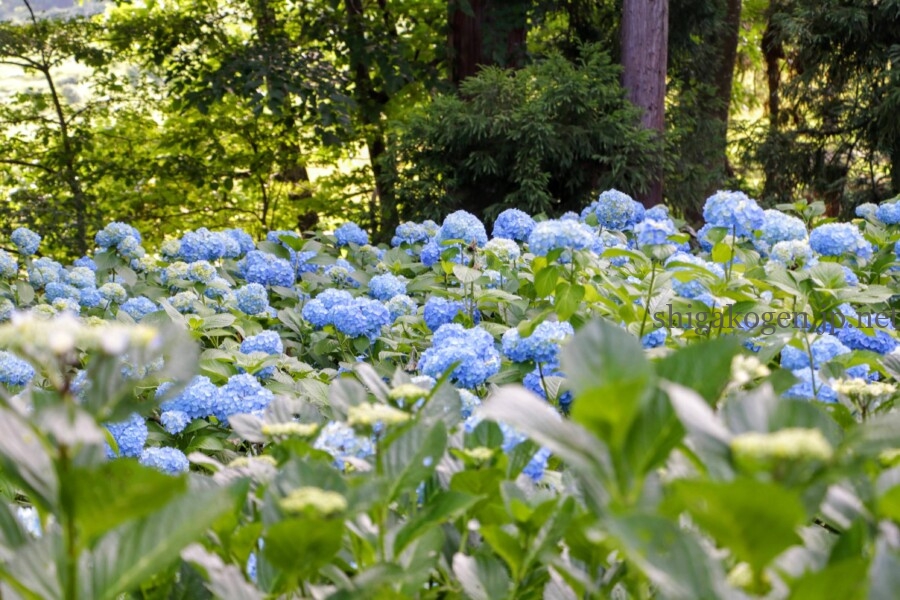 志賀高原-6月といえば紫陽花!飯山の高源院(あじさい寺)は必見!- 志賀高原-写真スポット, 花風景, 飯山市, 北信情報, feature-northern-6月といえば紫陽花!飯山の高源院(あじさい寺)は必見!