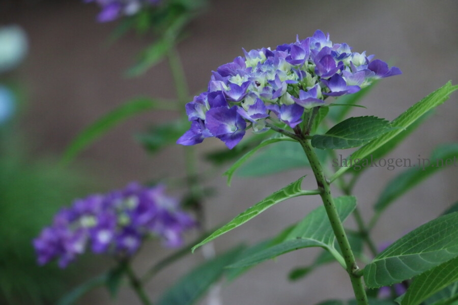 志賀高原-6月といえば紫陽花!飯山の高源院(あじさい寺)は必見!- 志賀高原-写真スポット, 花風景, 飯山市, 北信情報, feature-northern-6月といえば紫陽花!飯山の高源院(あじさい寺)は必見!