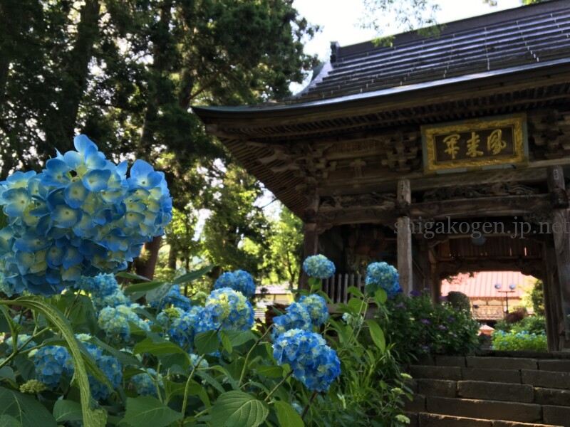 志賀高原-6月といえば紫陽花!飯山の高源院(あじさい寺)は必見!- 志賀高原-写真スポット, 花風景, 飯山市, 北信情報, feature-northern-6月といえば紫陽花!飯山の高源院(あじさい寺)は必見!