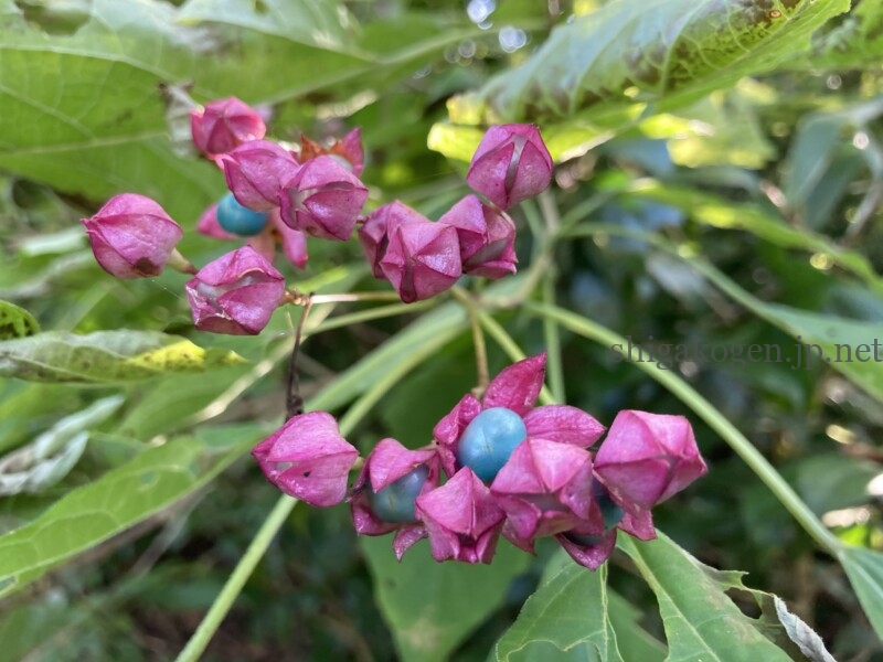 志賀高原-花盛り信越トレイル 斑尾~希望湖は6月がおすすめ- 志賀高原-写真スポット, 花風景, 飯山市, 北信ハイキング, 北信情報, feature-trekking, northern-花盛り信越トレイル 斑尾~希望湖は6月がおすすめ